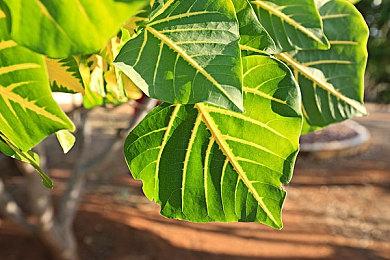 《绝地求生》联动《尼尔》系列 4月1日正式上线